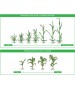 Erbicid CERLIT SUPER - 1 Litru, Corteva, Postemergent