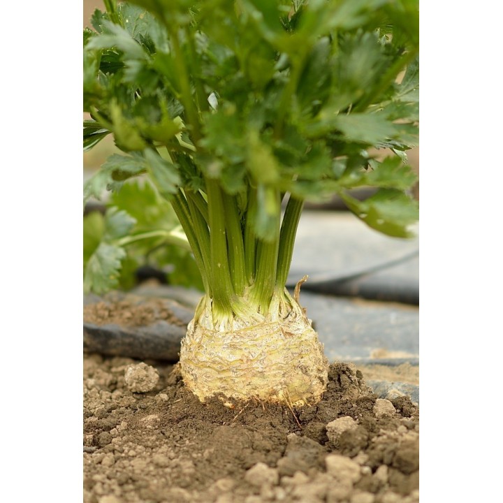 Seminte Telina radacina APOLLO Hektar - 10.000 seminte Seminte Telina radacina APOLLO Hektar - 10.000 seminte