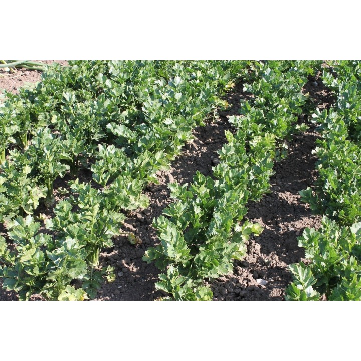 Seminte Telina radacina APOLLO Hektar - 10.000 seminte Seminte Telina radacina APOLLO Hektar - 10.000 seminte