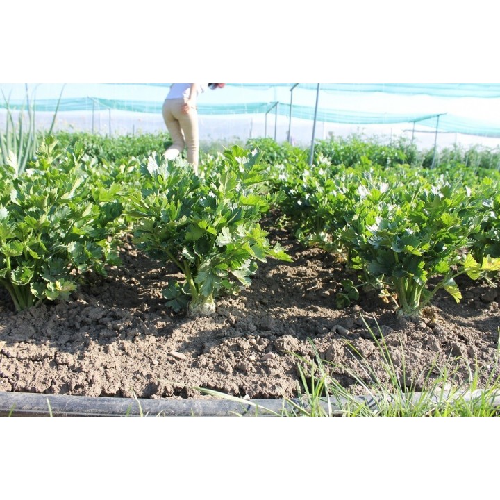 Seminte Telina radacina APOLLO Hektar - 10.000 seminte Seminte Telina radacina APOLLO Hektar - 10.000 seminte