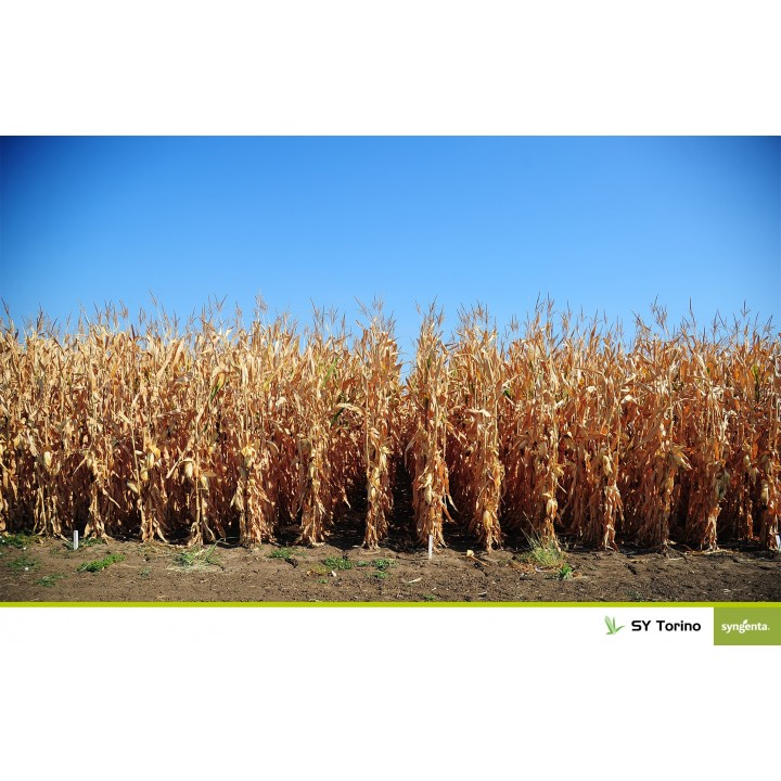 Samanta porumb SY TORINO Syngenta - 50.000 boabe