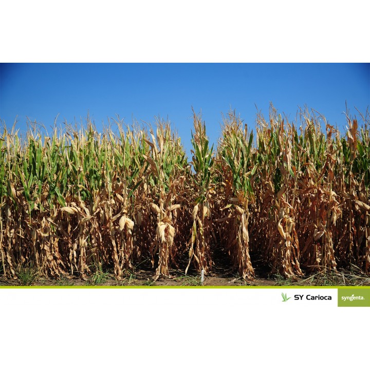 Samanta porumb SY CARIOCA Syngenta - 50.000 boabe