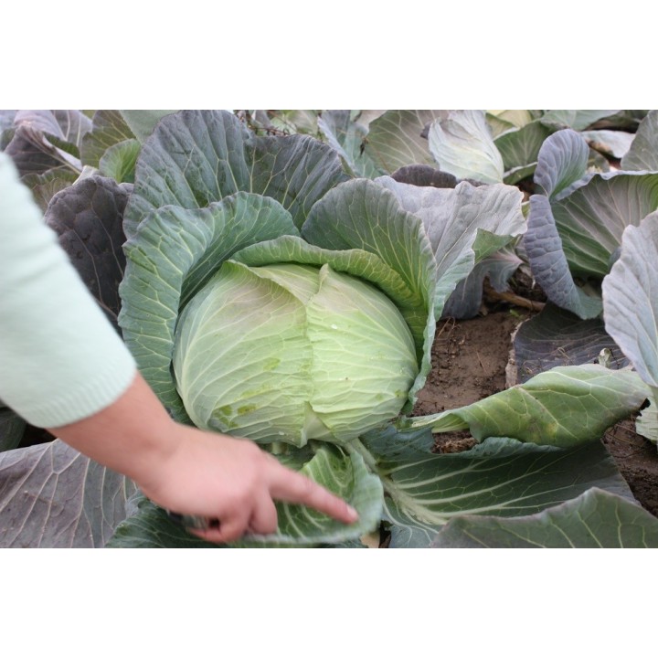 Seminte Varza BEVERLY HILLS F1 Hektar - 2.500 seminte