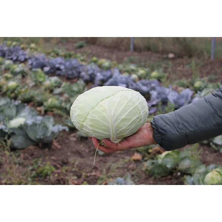 Seminte Varza BEVERLY HILLS F1 Hektar - 2.500 seminte