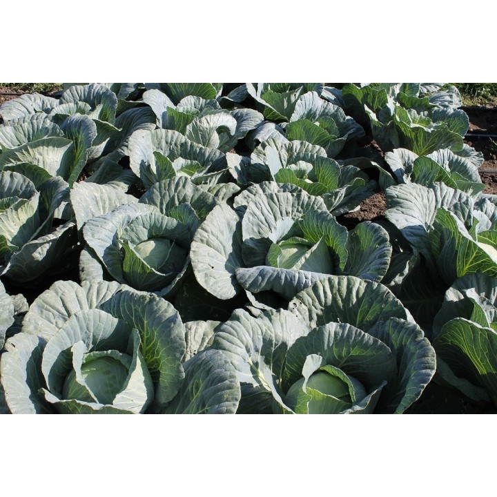 Seminte Varza VICTORIA F1 Hektar - 2.500 seminte