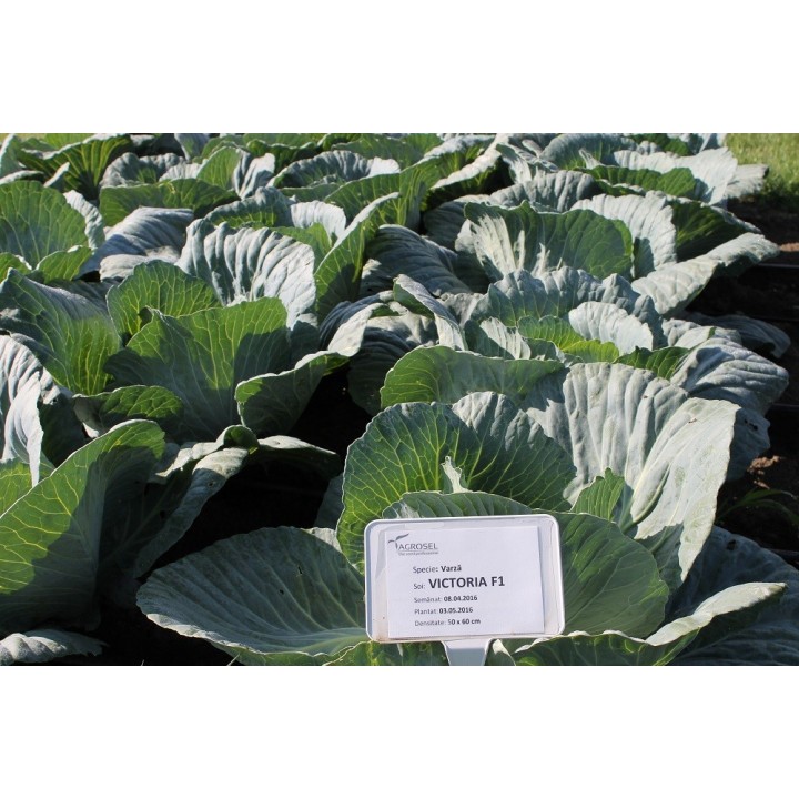 Seminte Varza VICTORIA F1 Hektar - 2.500 seminte