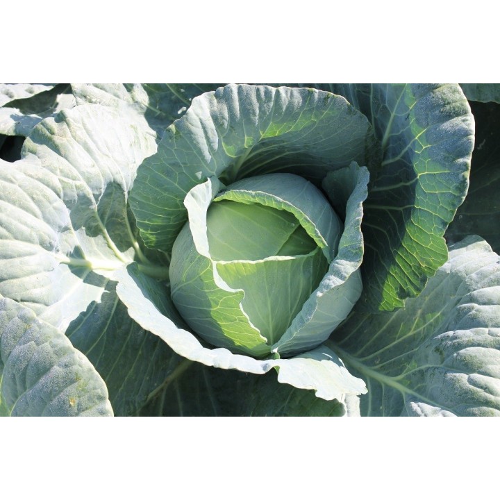 Seminte Varza VICTORIA F1 Hektar - 2.500 seminte