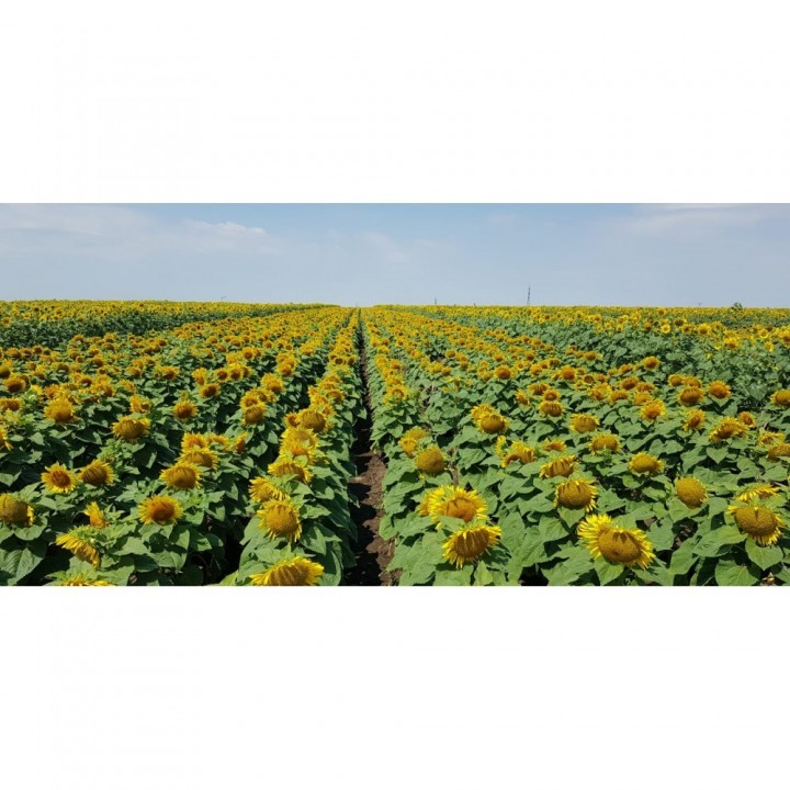 Seminte floarea soarelui SURIA CLP - 75.000 seminte