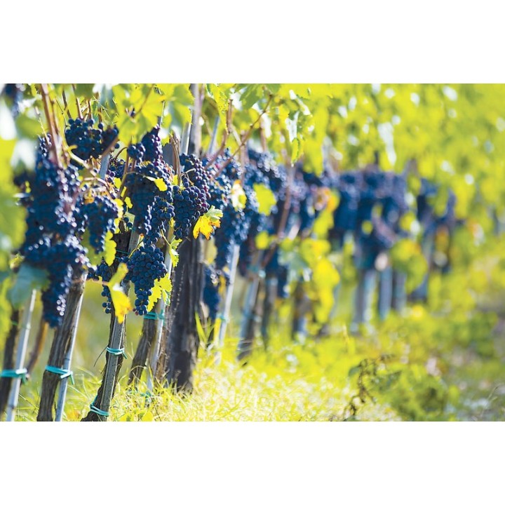 Furtun (garou) din vinil pentru legat vita de vie - 2,5 mm