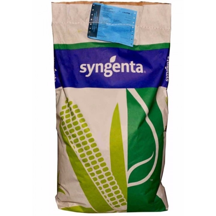 Samanta porumb SY MINERVA Syngenta - 50.000 boabe