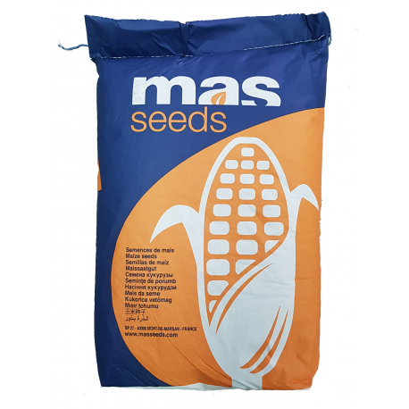 Samanta porumb MAS 43.P Mas Seeds - 50.000 boabe