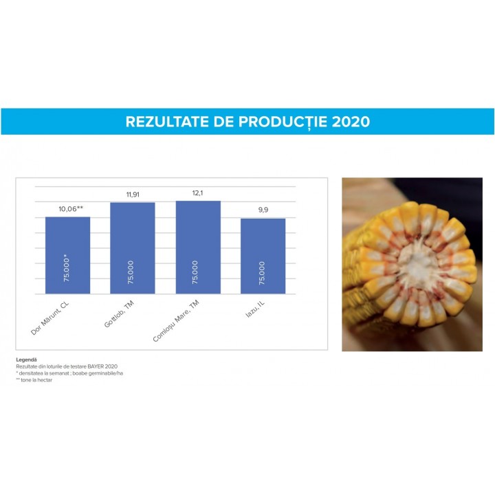 Samanta porumb DEKALB DKC 4709 - 80.000 boabe