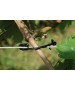 Clema fixare REBSTAR Sarma 2,0 - 3,1 mm - 250 buc