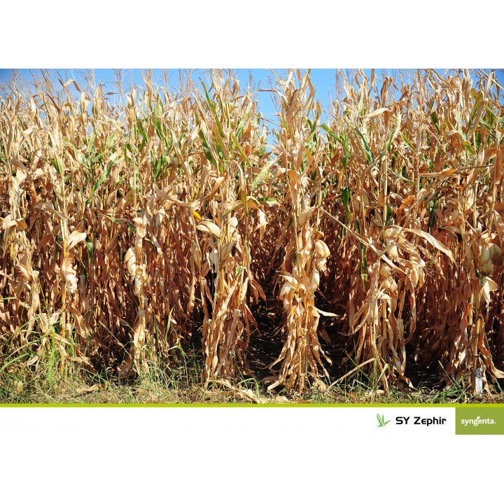 Samanta porumb SY Zephir Syngenta - 50000 boabe. Samanta porumb SY Zephir Syngenta - 50000 boabe.