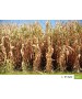 Samanta porumb SY Zephir Syngenta - 50000 boabe.
