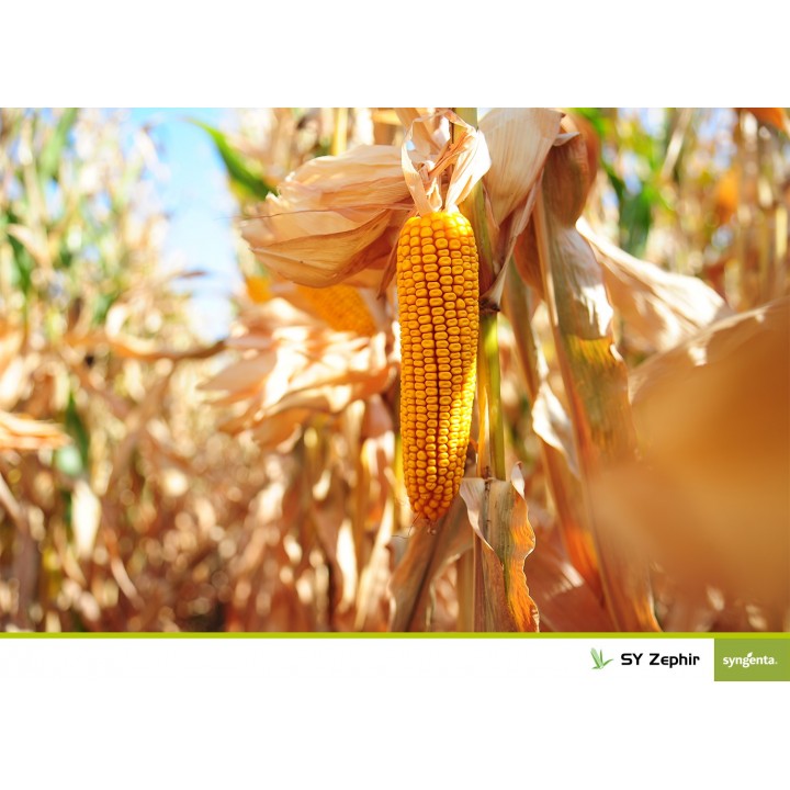 Samanta porumb SY Zephir Syngenta - 50000 boabe. Samanta porumb SY Zephir Syngenta - 50000 boabe.