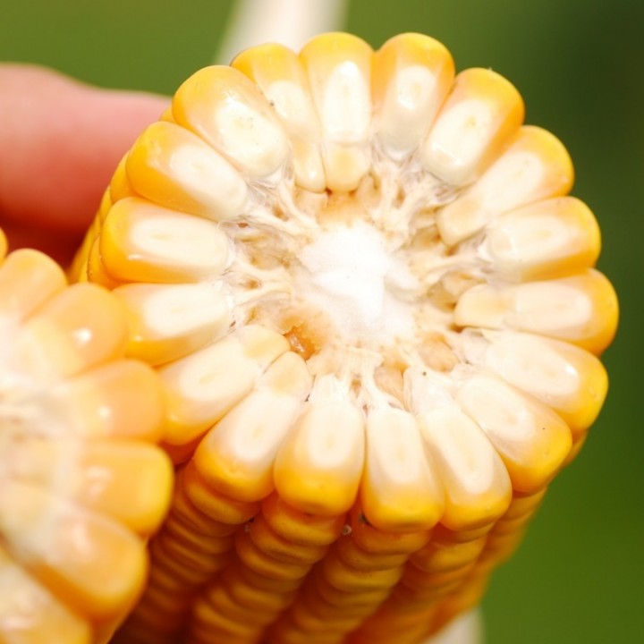 Samanta Porumb KWS RONALDINIO, FAO 260, grupa pentru Morarit - Sac 50.000 boabe