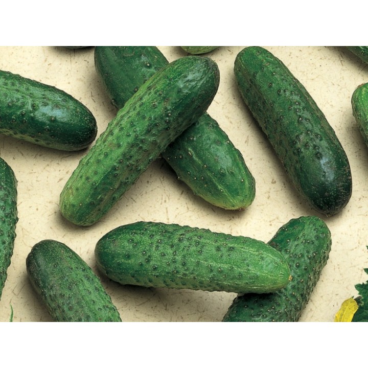 Seminte Castraveti cornichon MIRABELLE F1 Seminis - 1.000 seminte Seminte Castraveti cornichon MIRABELLE F1 Seminis - 1.000 seminte