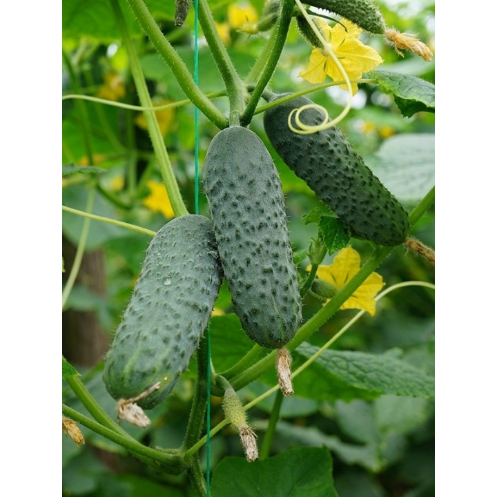 Seminte Castraveti cornichon SV 4097 CV F1 Seminis - 1.000 seminte Seminte Castraveti cornichon SV 4097 CV F1 Seminis - 1.000 seminte