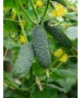 Seminte Castraveti cornichon SV 4097 CV F1 Seminis - 1.000 seminte