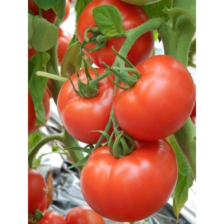 Seminte Tomate KIVELI F1 Seminis - 500 seminte