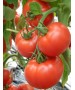 Seminte Tomate KIVELI F1 Seminis - 500 seminte