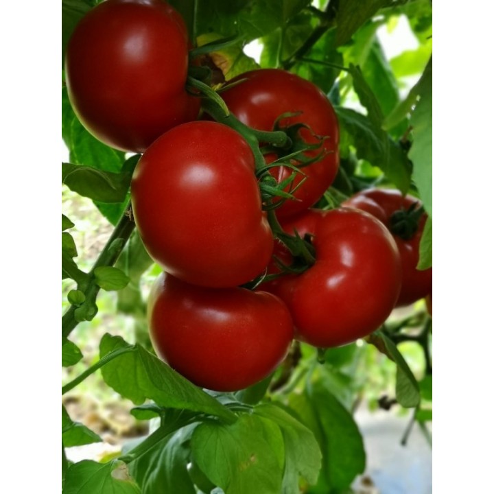 Seminte Tomate MATISSIMO F1 Seminis - 100 seminte Seminte Tomate MATISSIMO F1 Seminis - 100 seminte