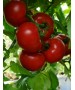 Seminte Tomate MATISSIMO F1 Seminis - 100 seminte
