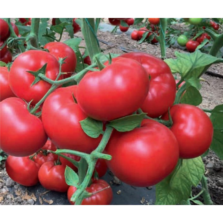 Seminte Tomate MATISSIMO F1 Seminis - 100 seminte Seminte Tomate MATISSIMO F1 Seminis - 100 seminte