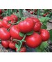 Seminte Tomate MATISSIMO F1 Seminis - 100 seminte