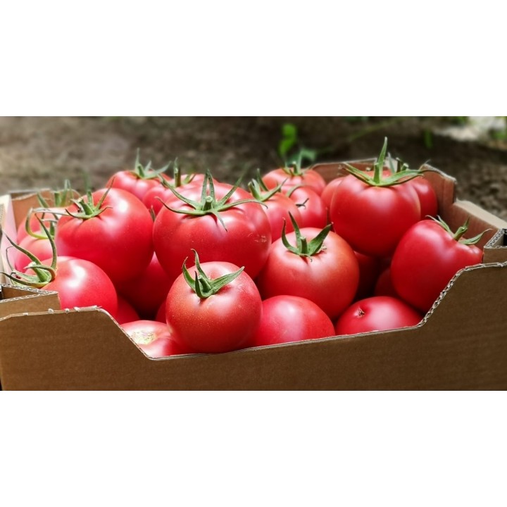 Seminte Tomate MEI SHUAI F1 Seminis - 500 seminte Seminte Tomate MEI SHUAI F1 Seminis - 500 seminte