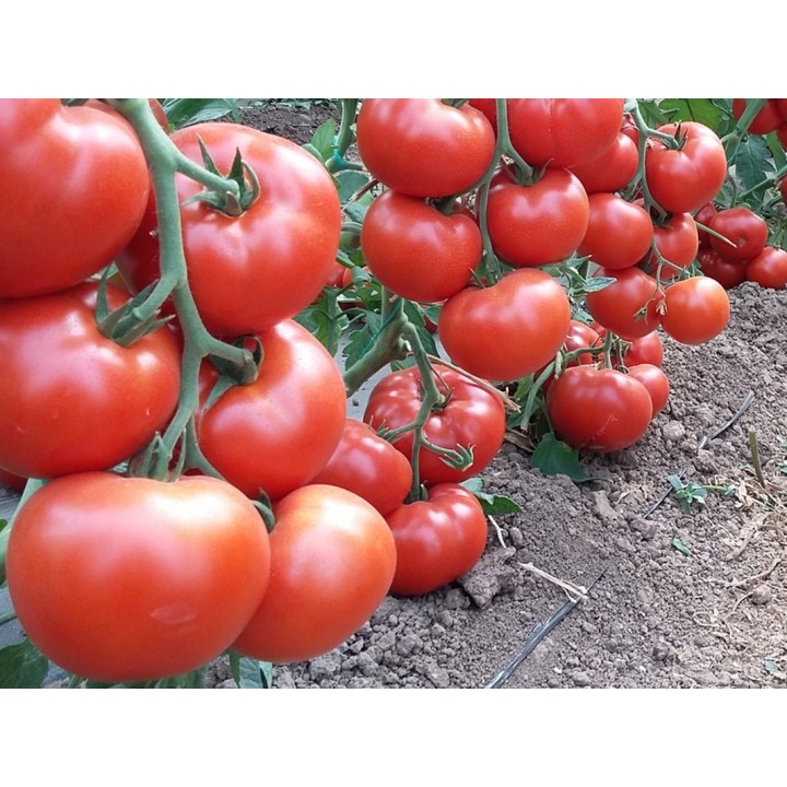Seminte Tomate WRESTLER F1 Seminis - 500 seminte Seminte Tomate WRESTLER F1 Seminis - 500 seminte
