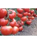 Seminte Tomate WRESTLER F1 Seminis - 500 seminte