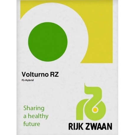 Seminte Gulioare VOLTURNO F1 Rijk Zwaan - 1.000 seminte