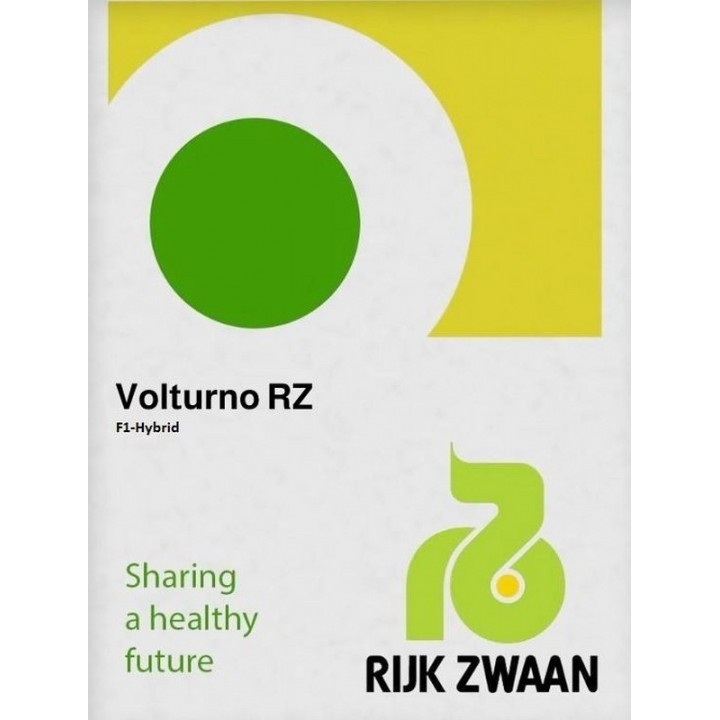 Seminte Gulioare VOLTURNO F1 Rijk Zwaan - 1.000 seminte