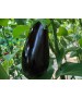 Seminte Vinete EPIC F1 Seminis - 500 seminte