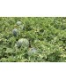 Seminte Pepene verde CARROLL F1 Rijk Zwaan - 100 seminte