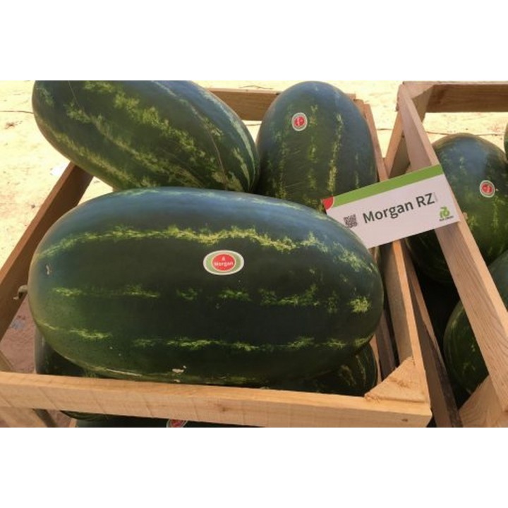 Seminte Pepene verde MORGAN F1 Rijk Zwaan - 100 seminte