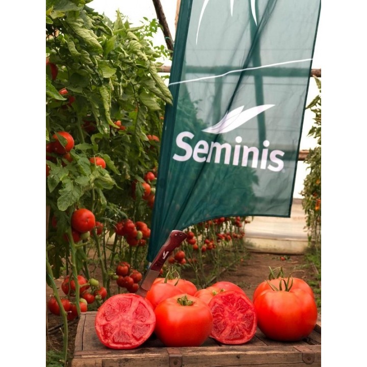 Seminte Tomate BIG BEEF F1 Seminis - 100 seminte