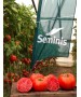 Seminte Tomate BIG BEEF F1 Seminis - 100 seminte