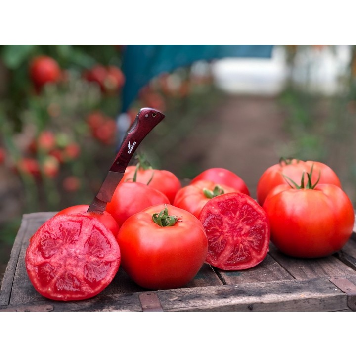 Seminte Tomate BIG BEEF F1 Seminis - 100 seminte