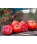 Seminte Tomate BIG BEEF F1 Seminis - 100 seminte