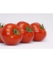 Seminte Tomate ALAMINA F1 Rijk Zwaan - 100 seminte