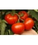 Seminte Tomate ALAMINA F1 Rijk Zwaan - 100 seminte