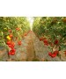 Seminte Tomate ALAMINA F1 Rijk Zwaan - 100 seminte