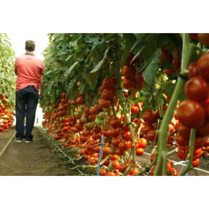 Seminte Tomate ALAMINA F1 Rijk Zwaan - 100 seminte