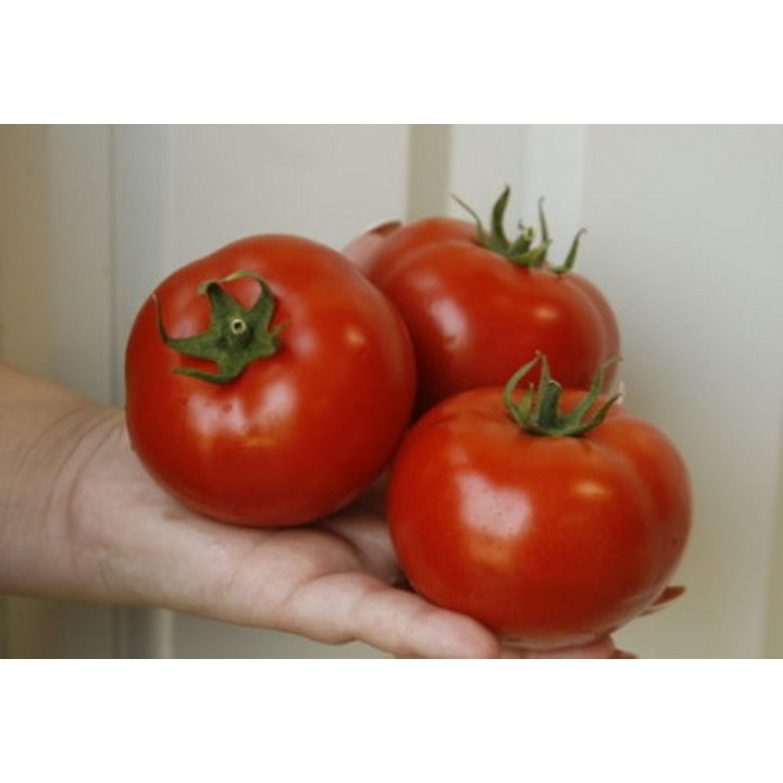 Seminte Tomate ALAMINA F1 Rijk Zwaan - 100 seminte