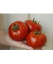 Seminte Tomate ALAMINA F1 Rijk Zwaan - 100 seminte