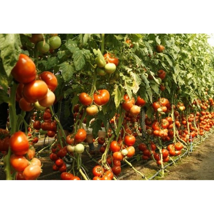 Seminte Tomate MAHITOS F1 Rijk Zwaan - 100 seminte