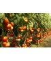 Seminte Tomate MAHITOS F1 Rijk Zwaan - 100 seminte